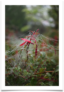 frosty cobwebs - Martin Ellison